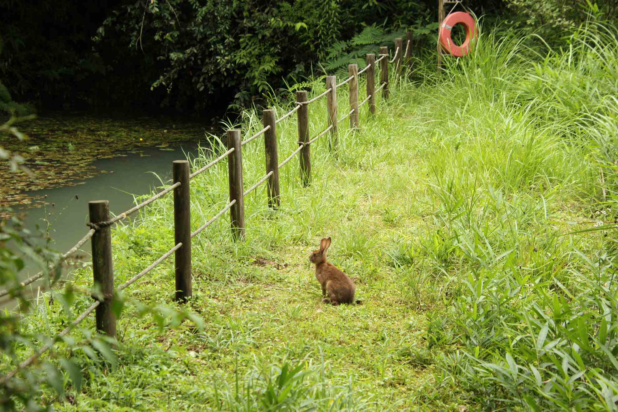 池を見て佇むウサギ