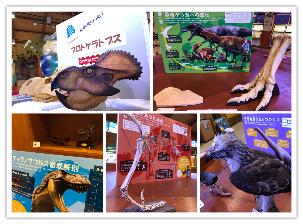 恐竜と鳥のつながり展 ~恐竜博士=鳥博士?~