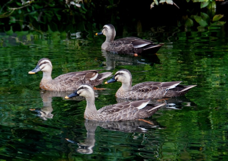 初心者のための自然観察会「池のまわりの野鳥」