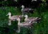 初心者のための自然観察会「池のまわりの野鳥」【受付終了】