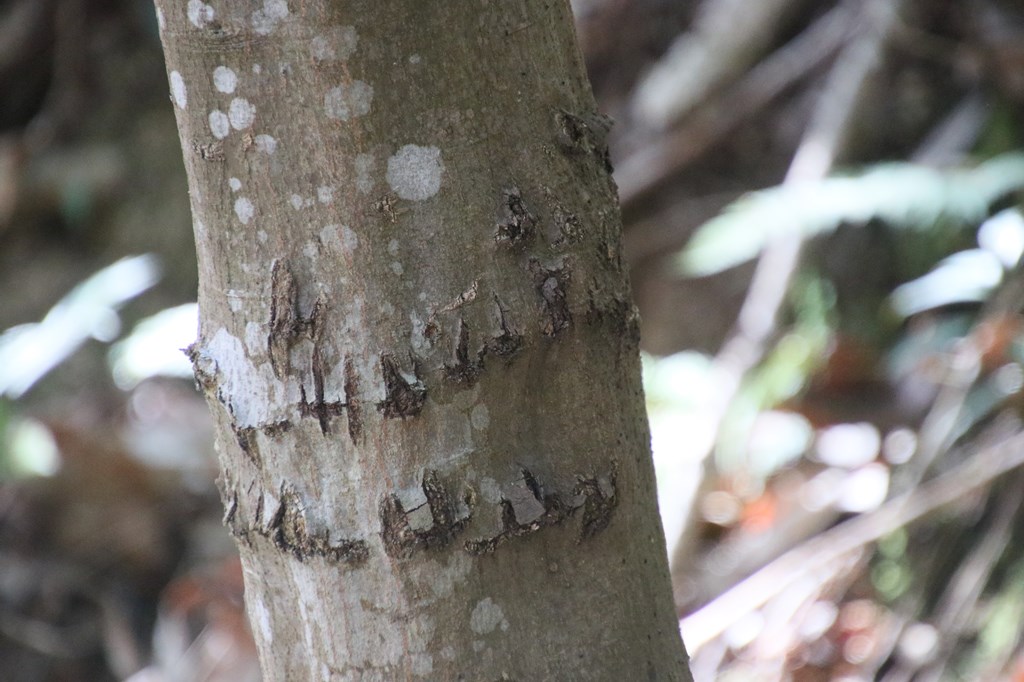 観察イベント「フィールドサインを探せ」