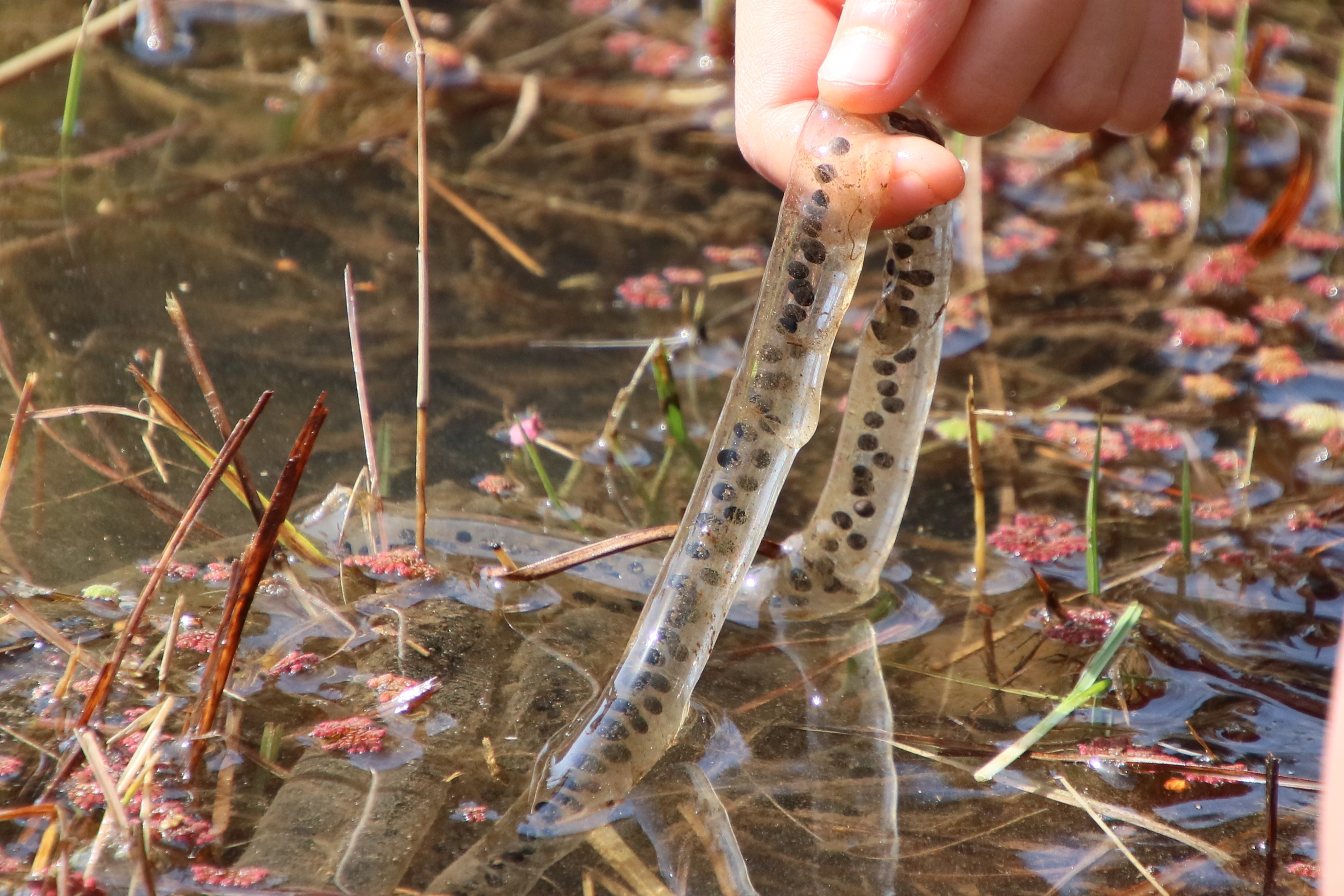 観察イベント「フィールドサインを探せ」