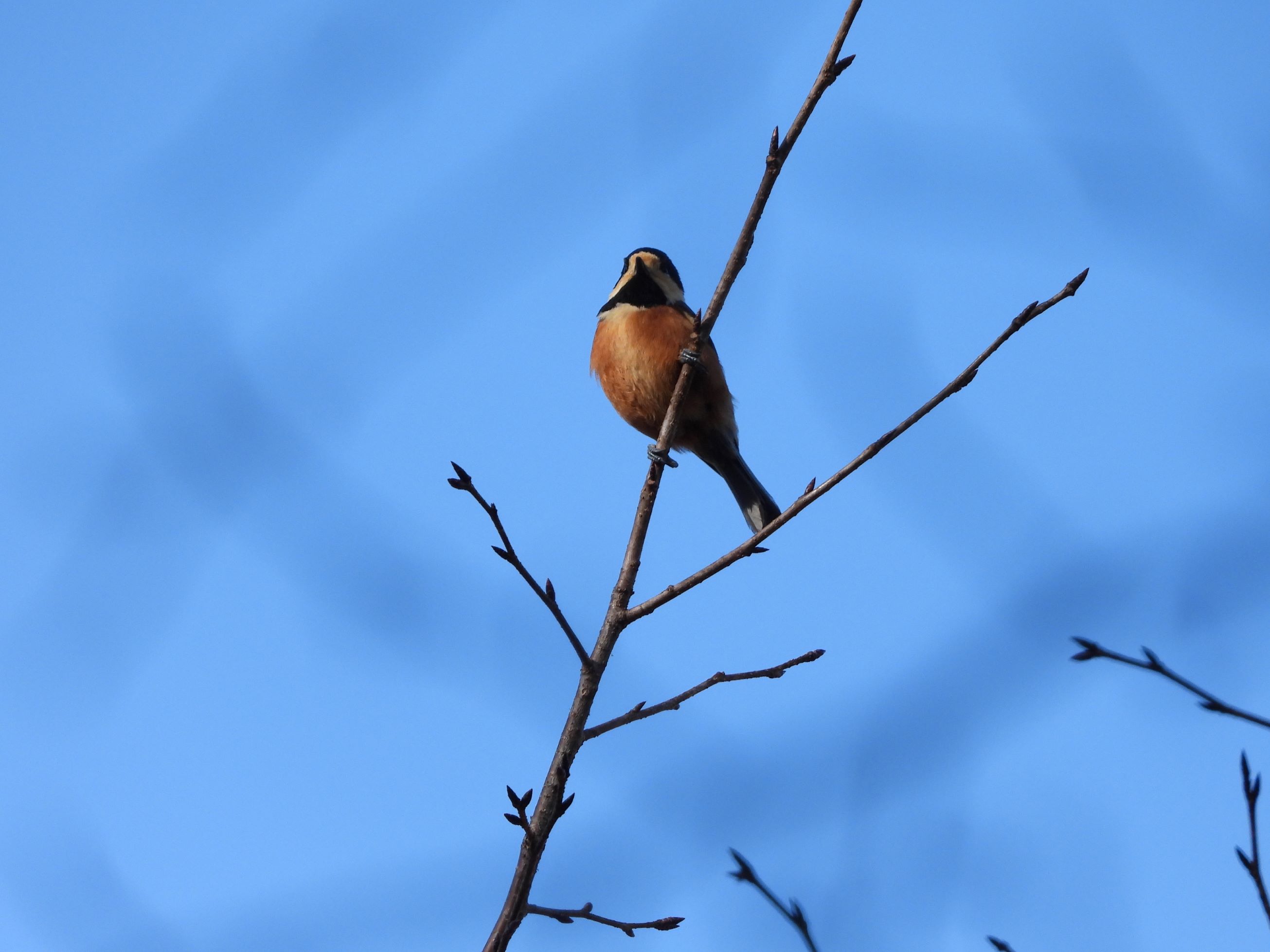 池のまわりの野鳥