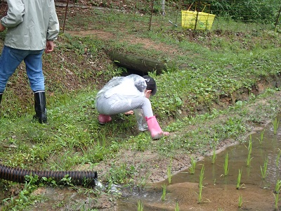 カエル観察会