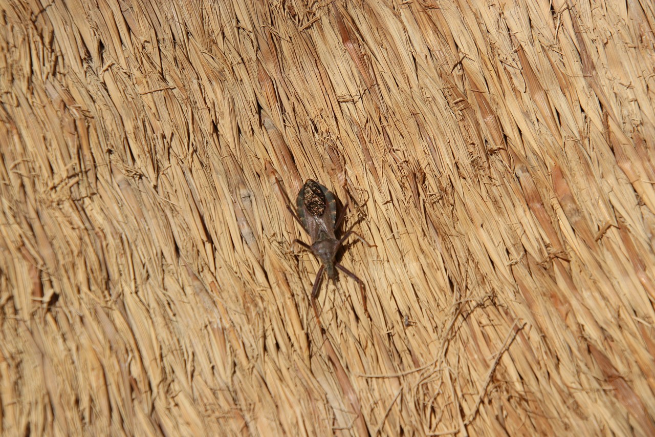 観察イベント「越冬昆虫大発見」