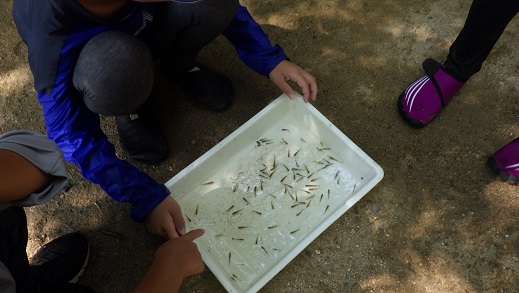 田尻大池で魚採りやりました