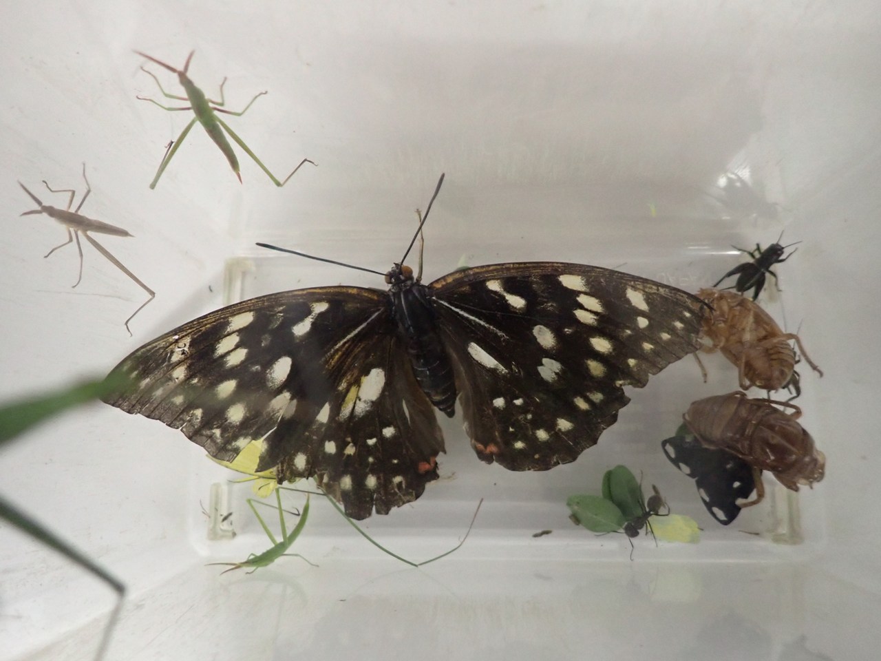 虫活しようぜ！食草・食樹から昆虫さがし