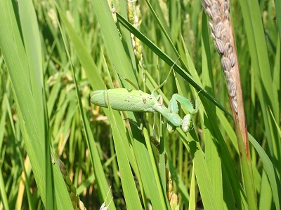 カマキリ見つけ隊