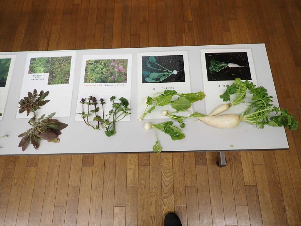 「春の七草」観察＆七草がゆ試食
