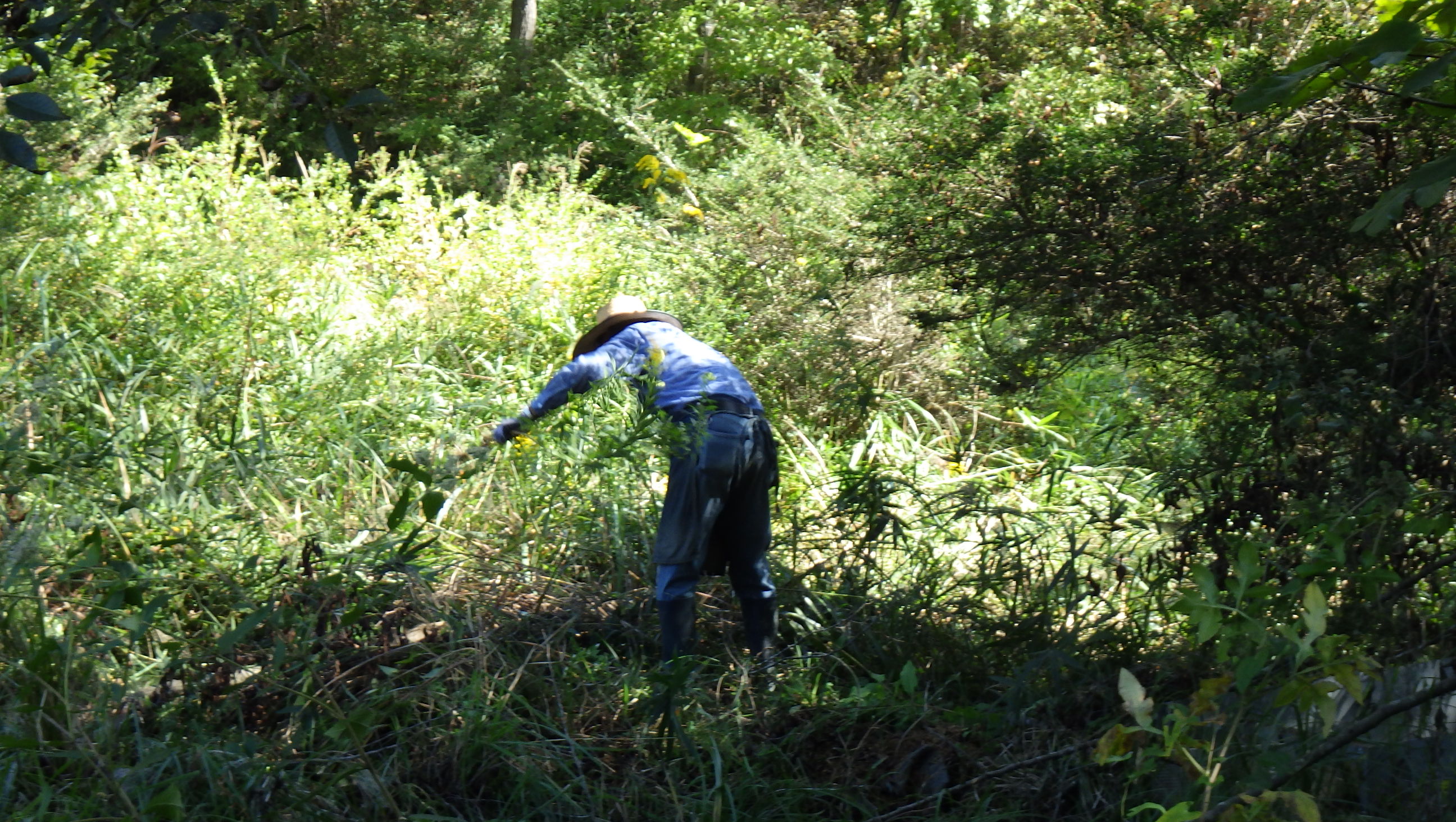 湿原の草取りpart3～伐木とカモノハシ及びセイタカアワダチソウの除去～