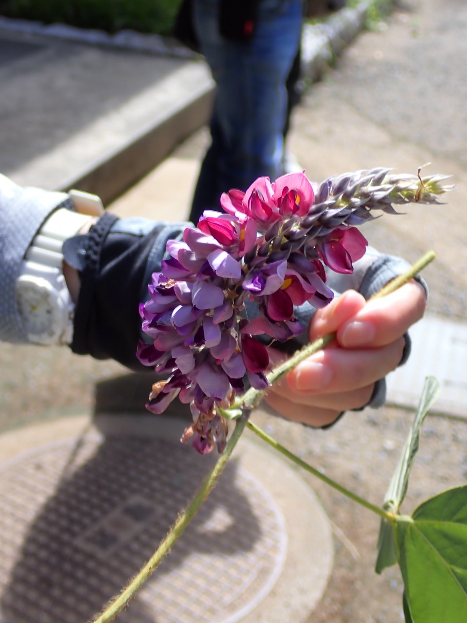 観察イベント「秋の花の彩り」