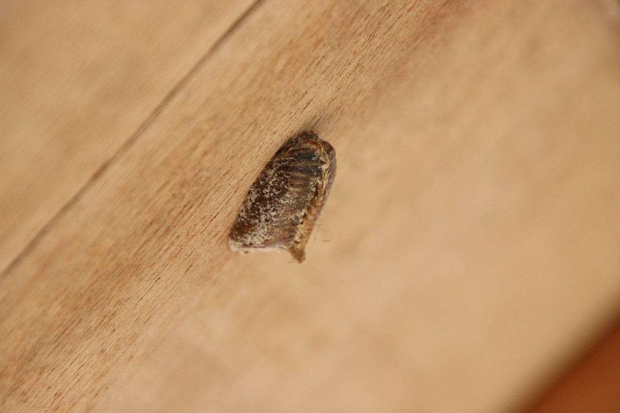 観察イベント「越冬昆虫大発見」