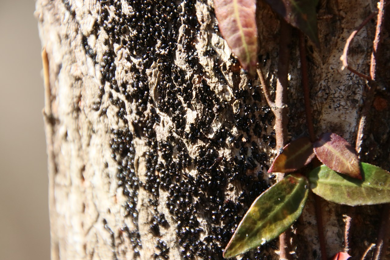 観察イベント「越冬昆虫大発見」