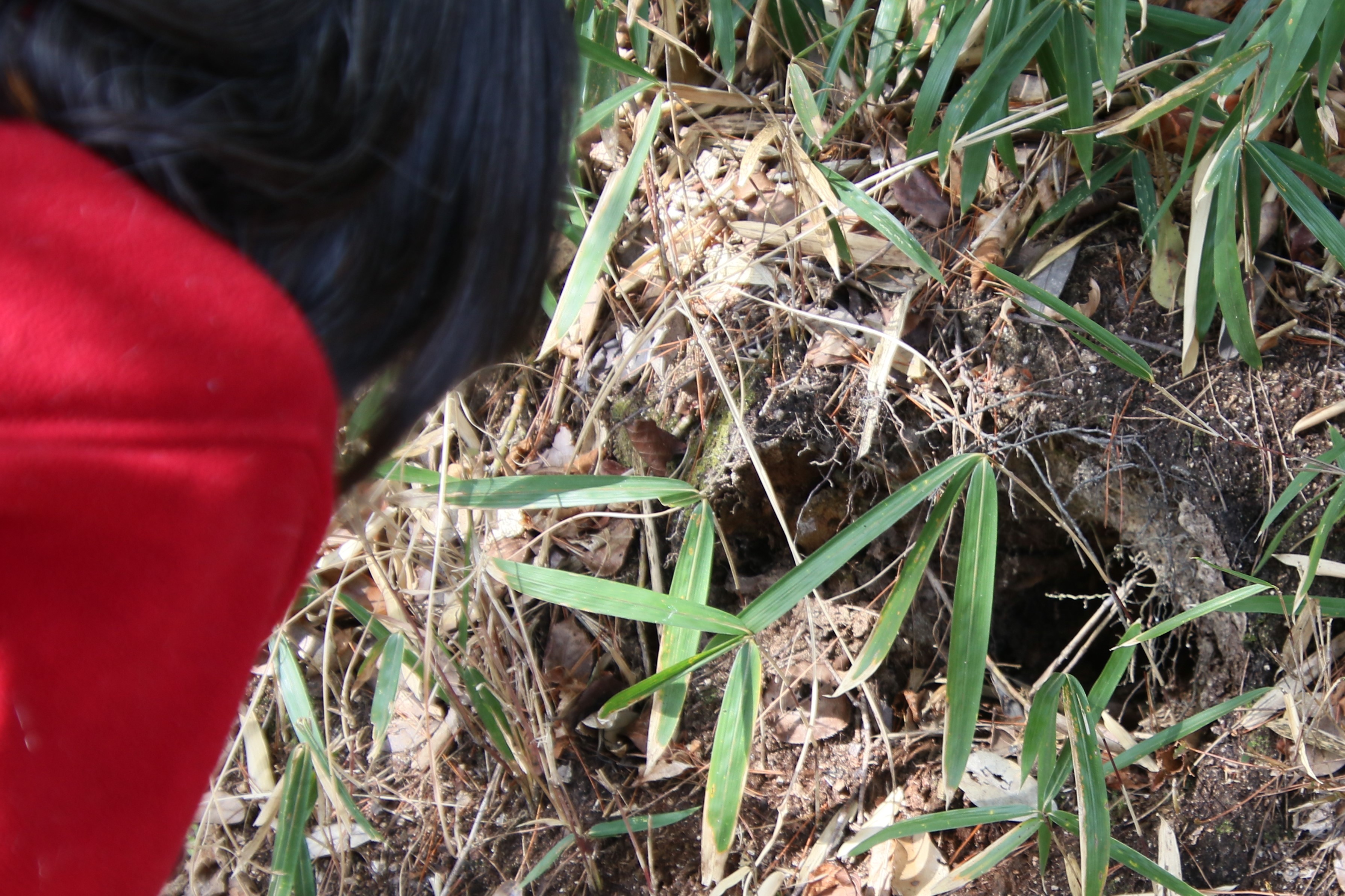 観察イベント「フィールドサインを探せ」