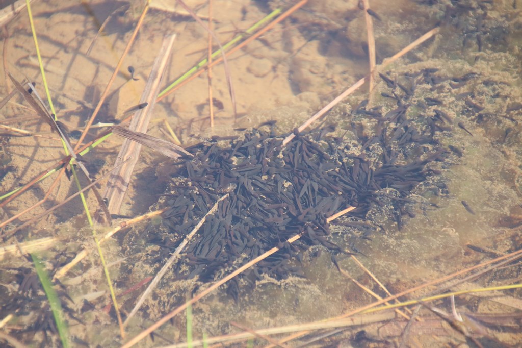 観察イベント「フィールドサインを探せ」