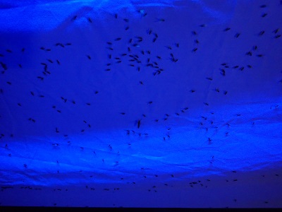 ライトに集まる夏の虫観察会やりました