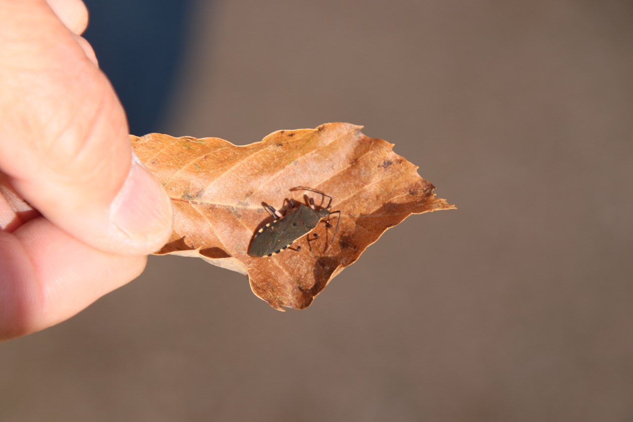 観察イベント「越冬昆虫大発見」