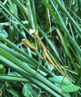 観察イベント「カマキリ見つけ隊！」【受付終了】