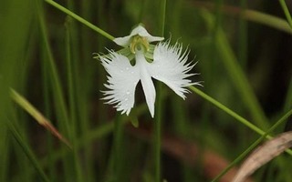 観察イベント「教授が教えるサギソウと湿原の草花」