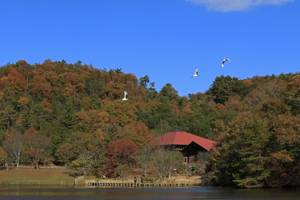 新春タンチョウ散策 2026/1/10(土)、11(日)、12(月・祝)