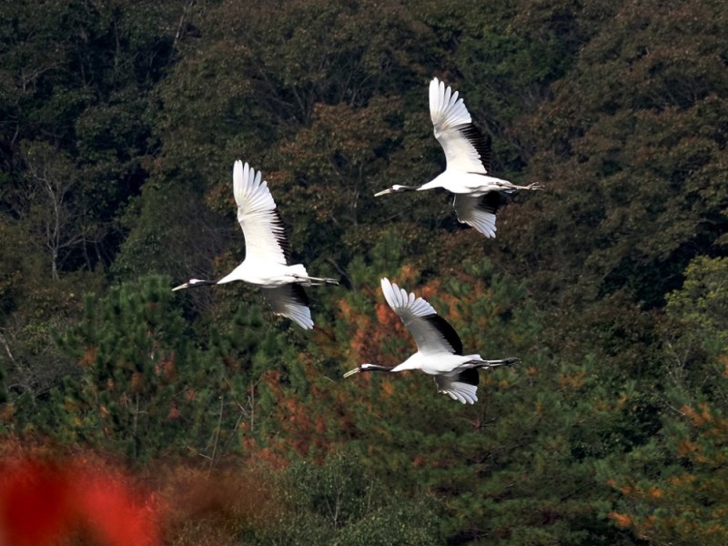 第22回佐伯タンチョウフェスタin岡山県自然保護センター