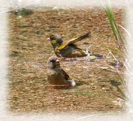 暑い日に水浴びするカワラヒワ（2011/05/20）。留鳥。