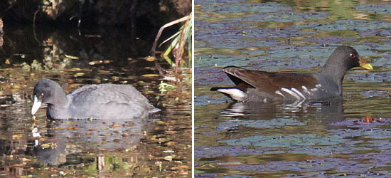 左：オオバン（2011/11/07）、右：バン（2011/10/06）
